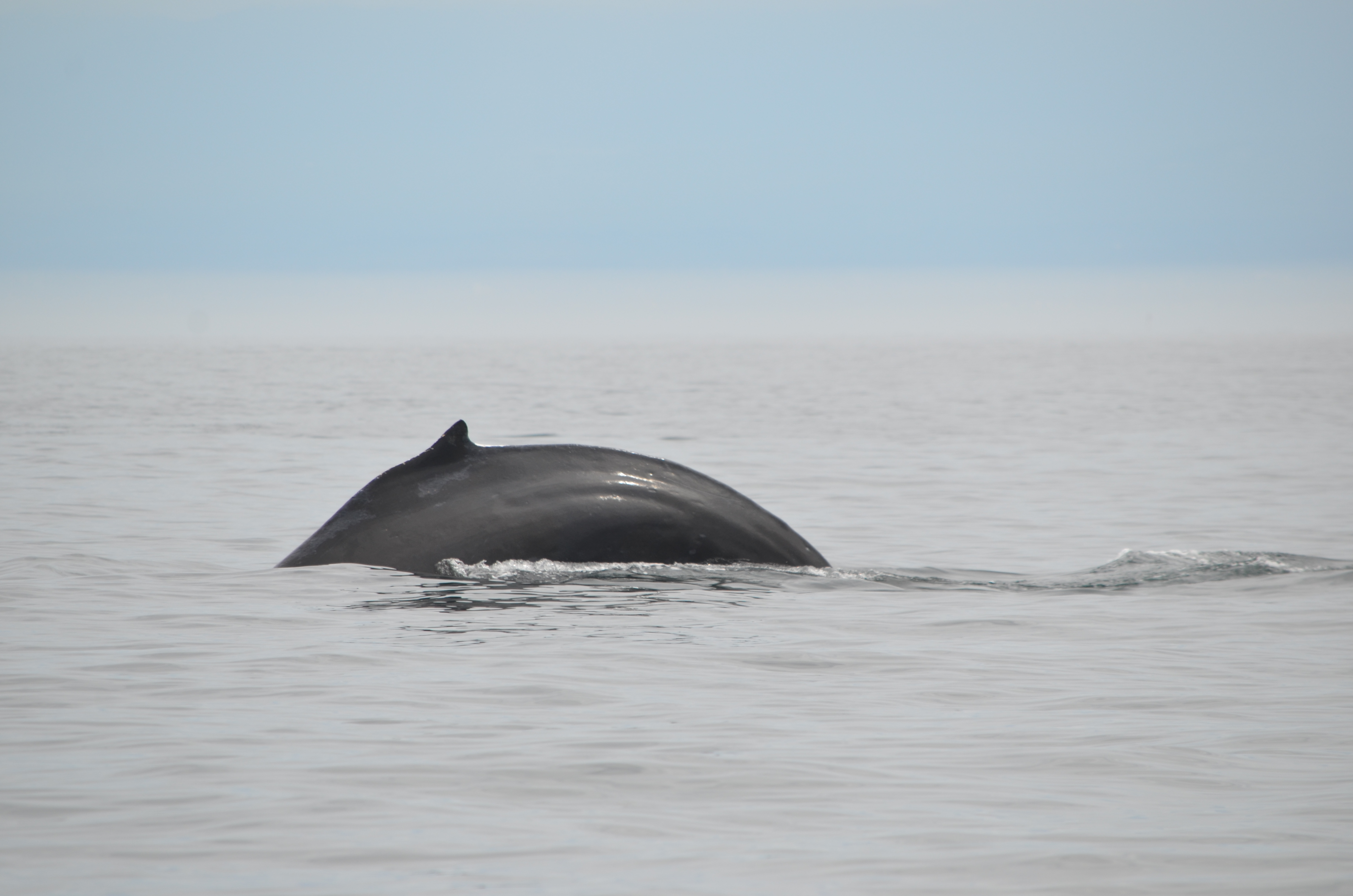 photos/wildlife/Mammal_Species/Humpback Whale/DSC_0145.JPG